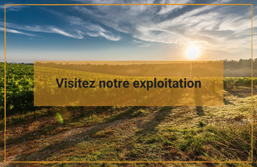 Exploitation Champagne Jérôme Robert Sainte Gemme